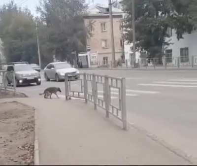 Waiting for when it’s safe to cross the street