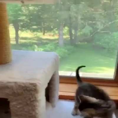 Kedi &ccedil;etesi şeriat&ccedil;ı g&ouml;t&uuml; sikmeden &ouml;nce hazırlık yapıyor 😎