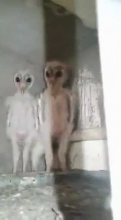 Thanks, I hate baby owls that look like aliens