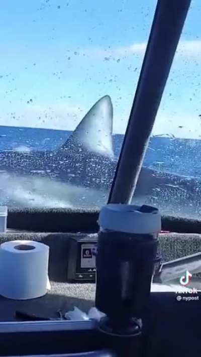 That shark is like &ldquo;I&rsquo;ve had enough put me out of my misery&rdquo; I can relate.