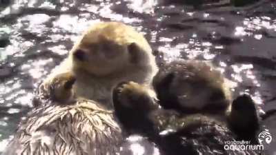 🔥 Sea Otters hold hands while they sleep so they don't drift apart, a behaviour known as rafting.