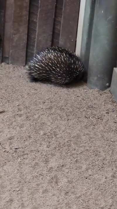 This Echidna has the snoot and maybe some lil boots!