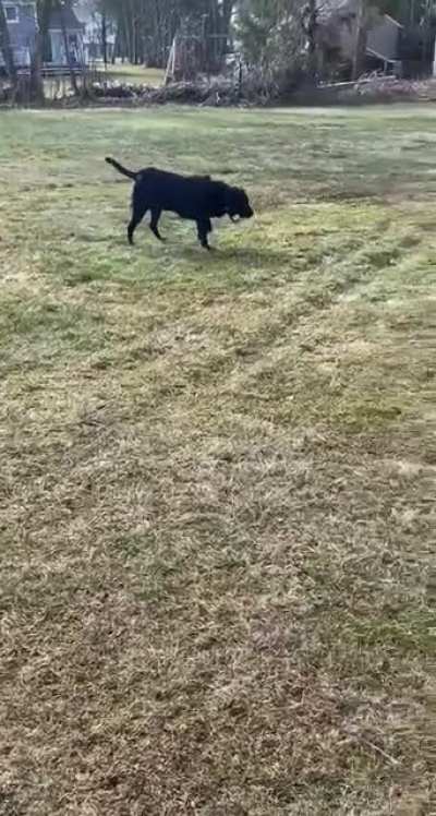 Buddy hears a fire truck