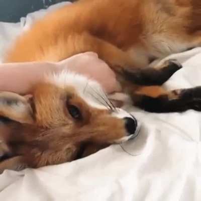Floof gets scrachies