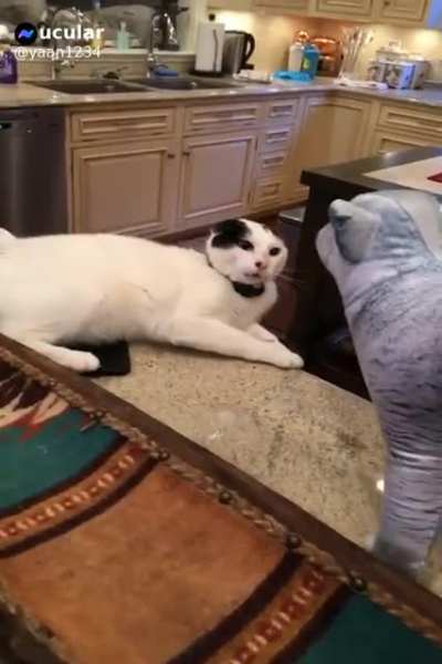 Startled with rage.