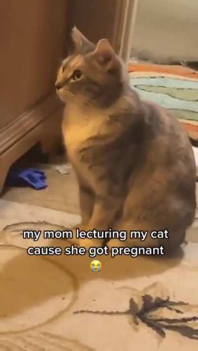 Preggo gato
