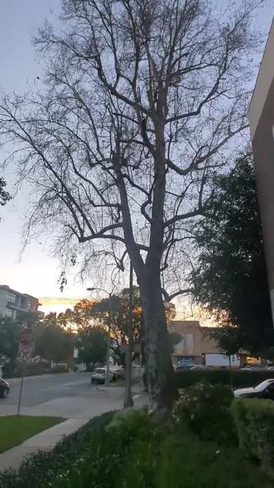Parrot Takeoff at Sunset