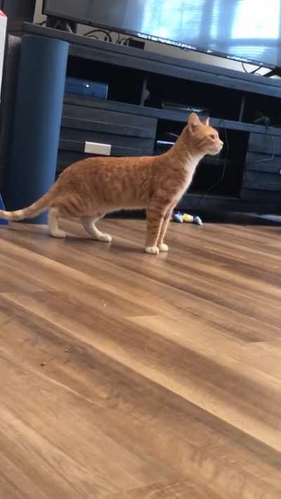 Just adopted this very talkative boy. His name is Toast.