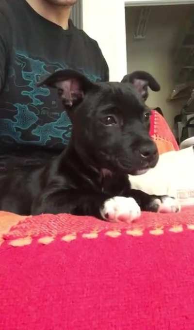 My puppy (named Lana) watching a compilation video of Archer yelling &ldquo;Lana!&rdquo;