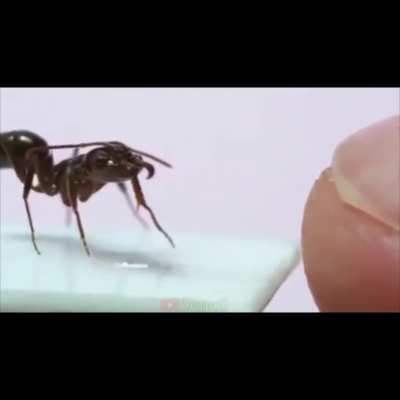 ant took more damage