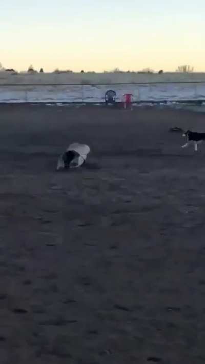 Someone brought a RC to a dog park