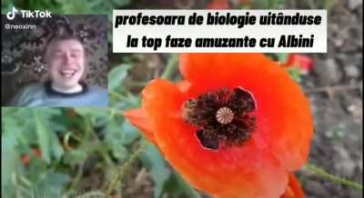 Albini