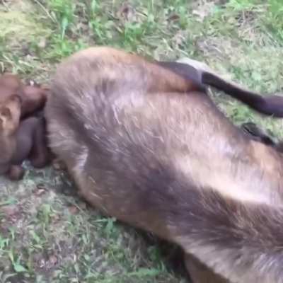this man lives in a cabin in alaska and has created some what of a &lsquo;safe place&rsquo; for wild moose to come and give birth to their young without worry about predators