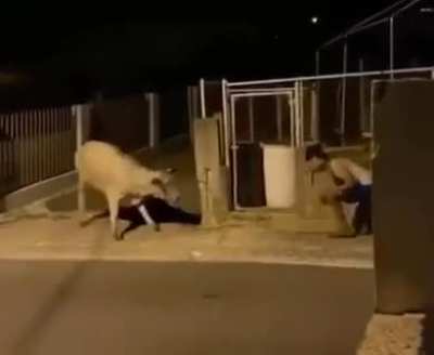 Poor cow...