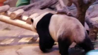 Excited panda