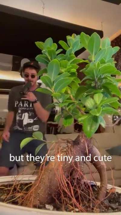 Niche Content
