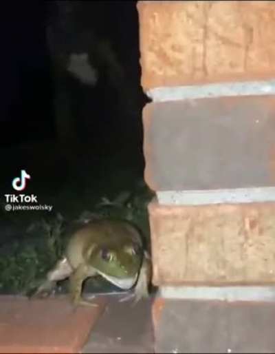 Frog Suddenly Screams