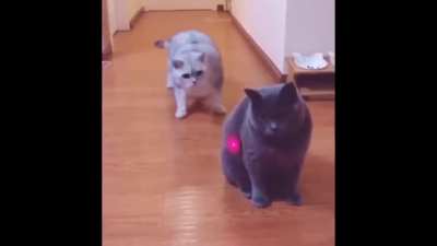 Cat said: "what is that?"