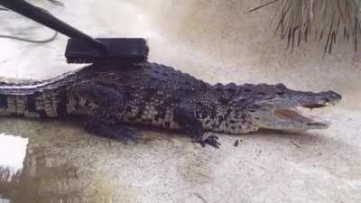Crocs Needs Brushy Brushy Too