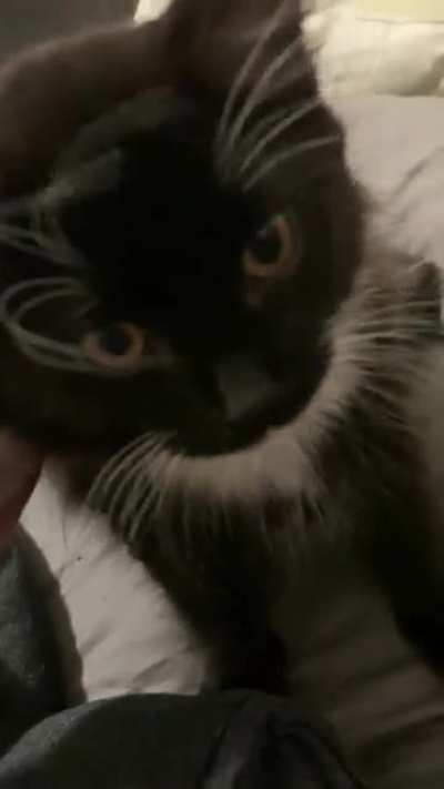 The cats I grew up with literally never spoke, so I&rsquo;m still getting used to my little yelling guy