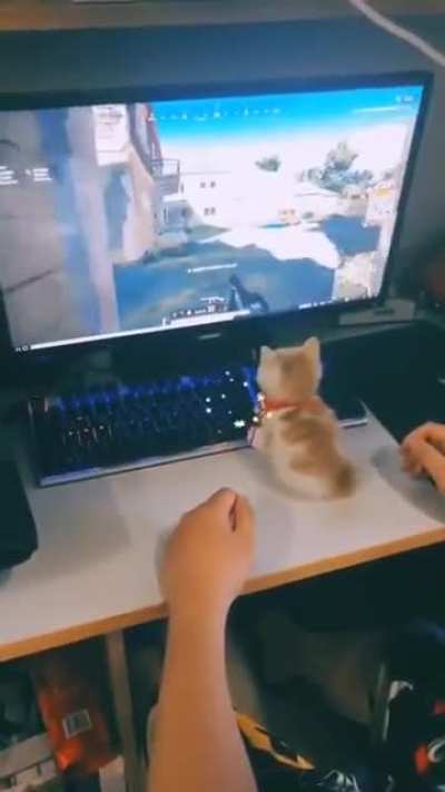 Tripple kill with that paw &amp;lt;3