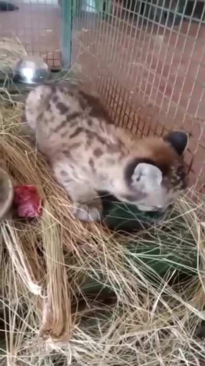 Aparecio una cachorrita de puma en una zona rural de Fraga, provincia de San Luis, será rehabilitada y devuelta a su hábitat natural