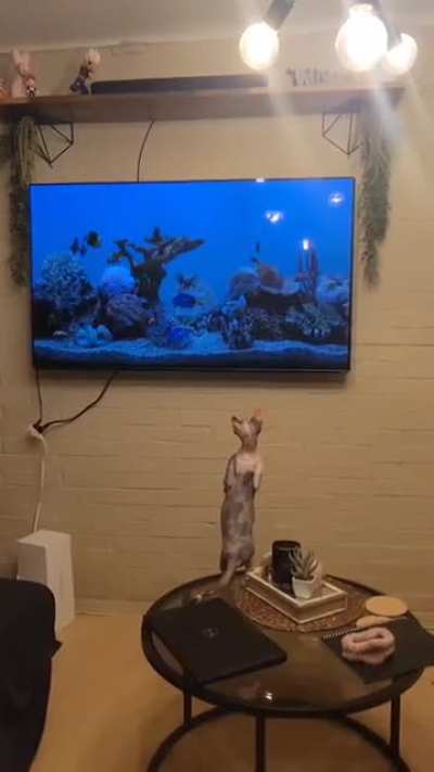 When the TV becomes your personal sushi buffet 😹🍣