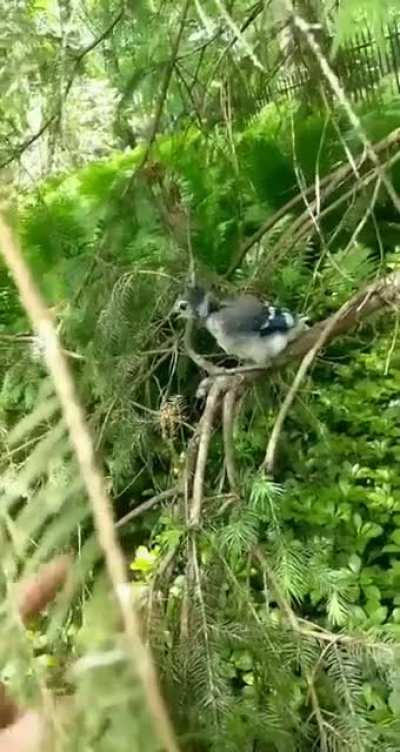 I met a baby bluejay today who seemed to be stuck. Tried to see if it would climb my finger.