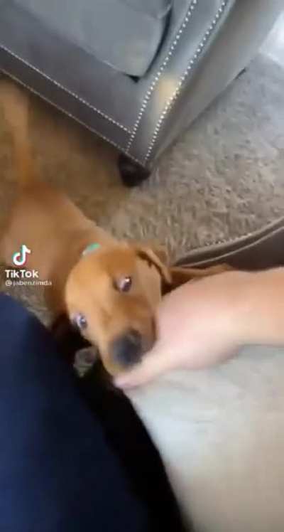 Puppy do what puppy want