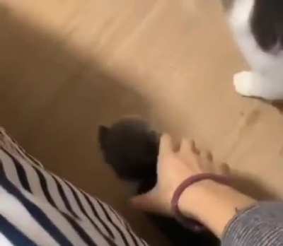 Cat brings her kittens every night to her human’s bed as a sign of trust..