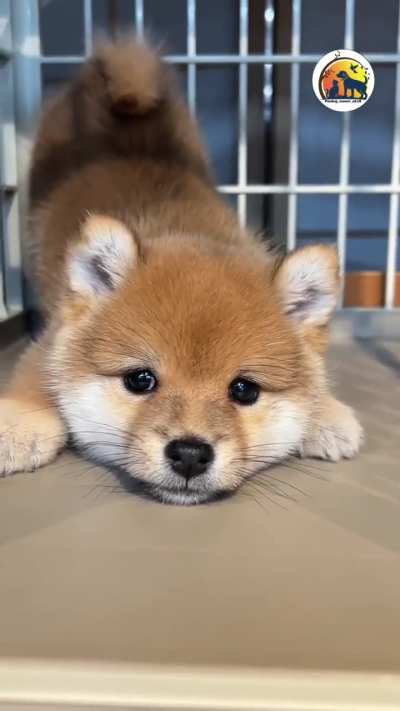 Puppy 