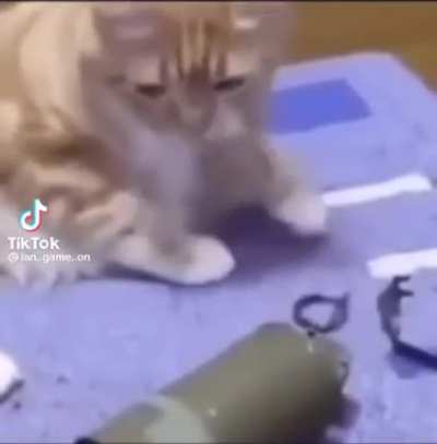 cat