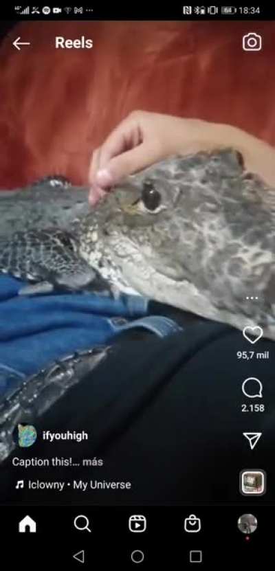 Cute pet I guess