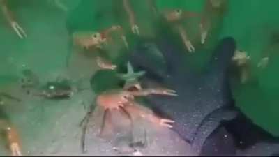 Another day of Spycrabbing