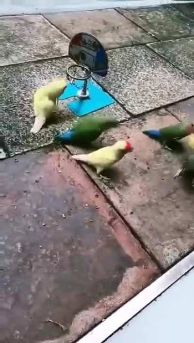 NO FLYING: The only real rule in budgie Basketball.