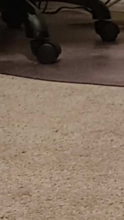 A bearded dragon, fearsome apex predator, hunting worms