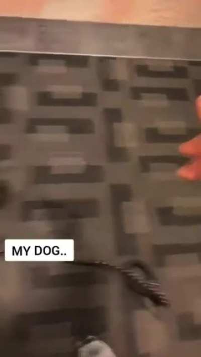 Other&rsquo;s Dogs vs Mine