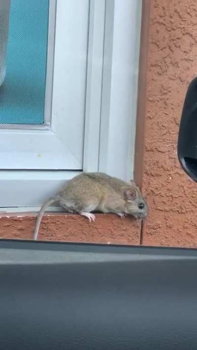 Rat Attack at McDonalds