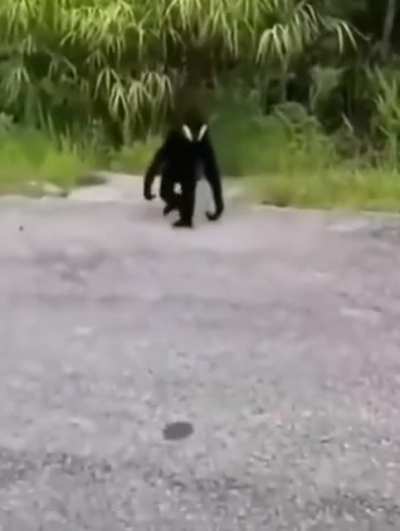 If I was a little drunk and saw this coming towards me I would think I saw an ET.