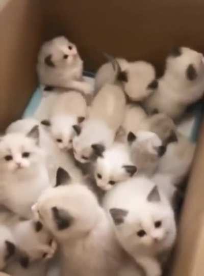 Box full of murder cotton