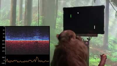 Обезьянка играет в Pong на компьютере при помощи имплантированного в мозг чипа Neuralink. Первая коммерческая версия Neuralink позволит человеку с параличом набирать текст быстрее, чем здоровый человек большими пальцами на смартфоне. А в дельнейшем и восс