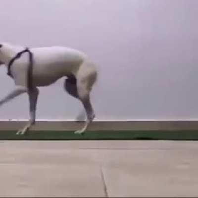 Disabled pup learns to walk again