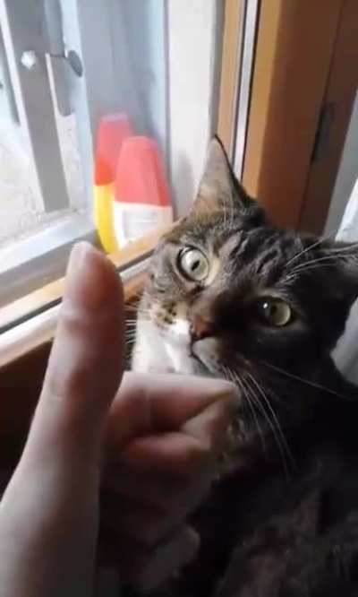 Unsupportive cat
