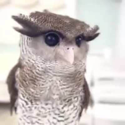 Little owl.. 😊