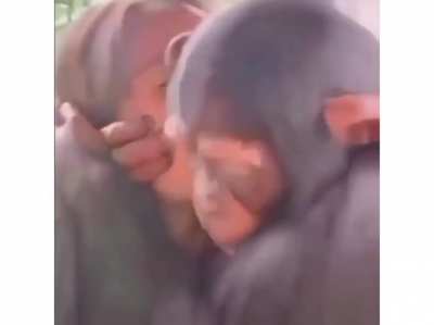 Pour monkey