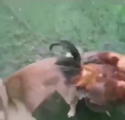 PERRO CULIAO