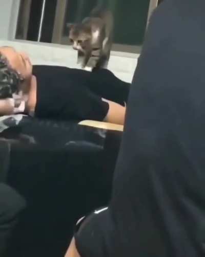 Meow_irl