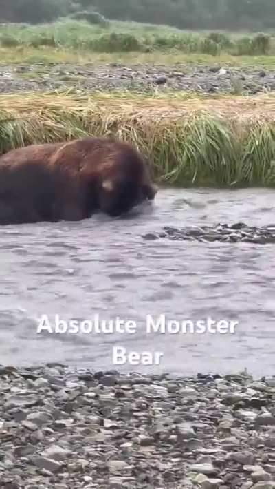 Everybody! Stop what you&rsquo;re doing and just look at this absolute monster of a Brown Bear in Alaska 🤯