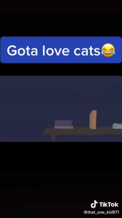 Cats at 3am