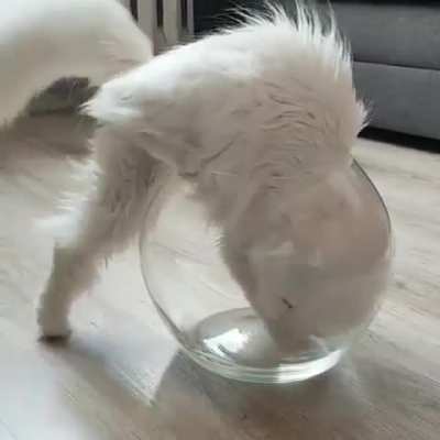 New volume measure=One cat